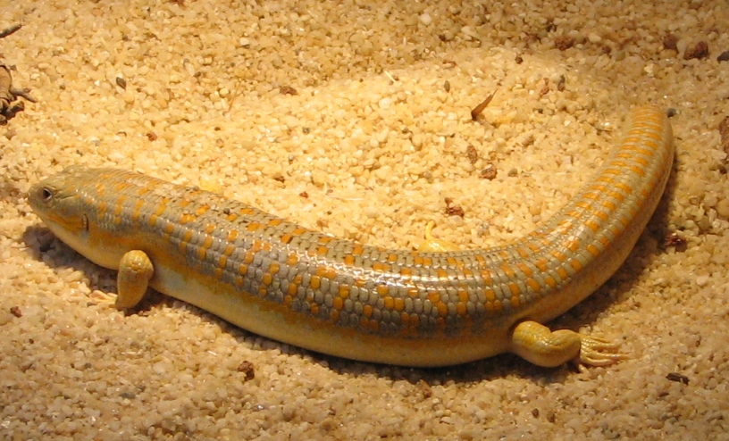 Berberskink (Eumeces schneideri), typisches Aussehen der Art