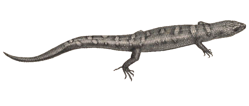 Berdmores Wasserskink (Tropidophorus berdmorei), typisches Aussehen der Art