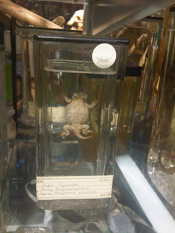 Berg-Krötenechse (Phrynosoma orbiculare), typisches Aussehen der Art