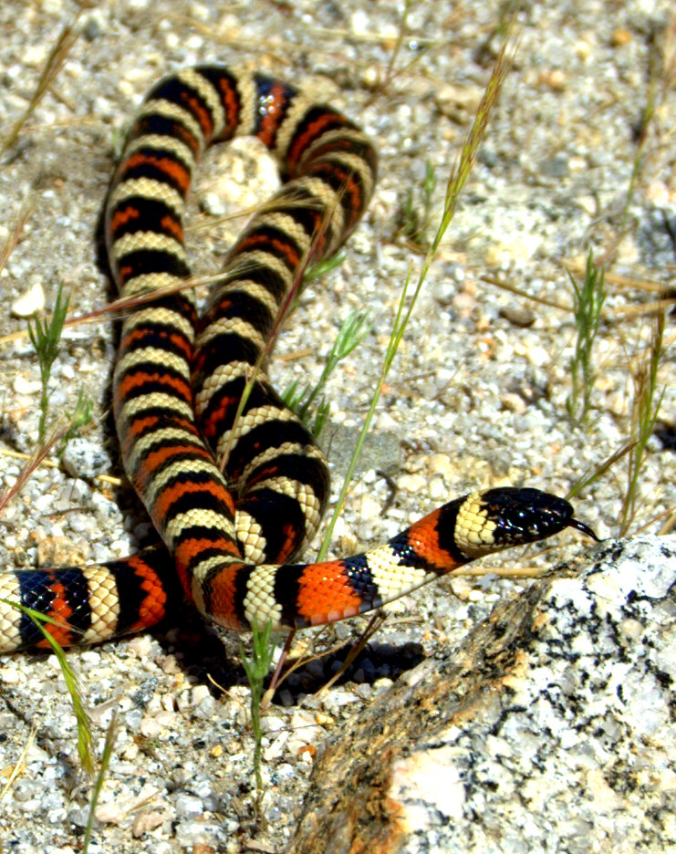 Bergkönigsatter (Lampropeltis zonata), typisches Aussehen der Art