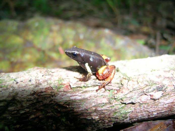 Bernhards Mantella (Mantella bernhardi), typisches Aussehen der Art