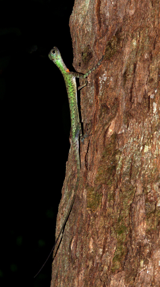 Blanfords Flugdrache (Draco blanfordii), typisches Aussehen der Art