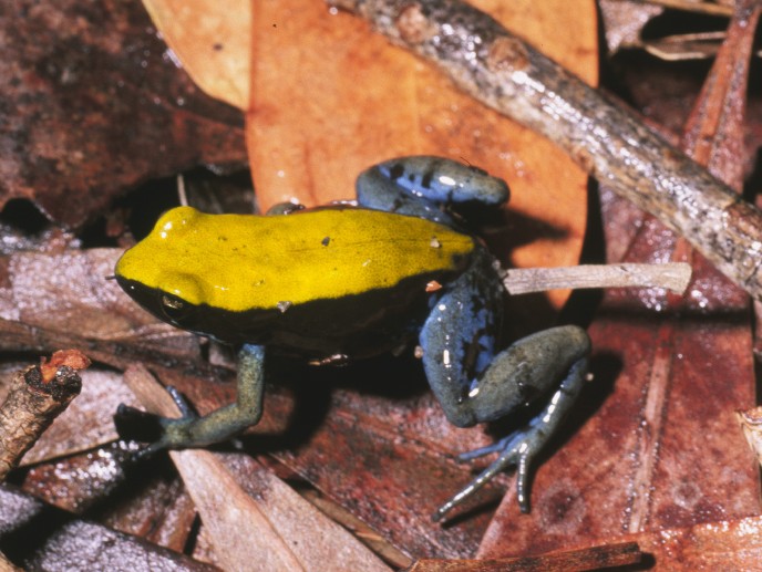 Blaubein-Mantella (Mantella expectata), typisches Aussehen der Art