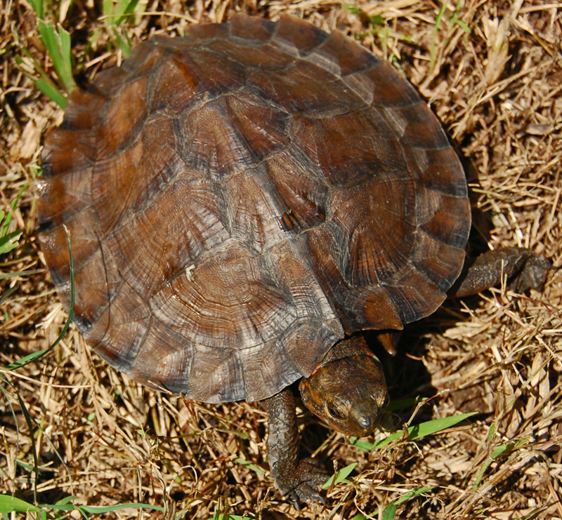 Blaue Blattschildkröte (Cyclemys dentata), typisches Aussehen der Art