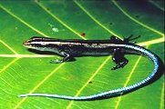 Blauschwanz-Skink (Emoia caeruleocauda), typisches Aussehen der Art