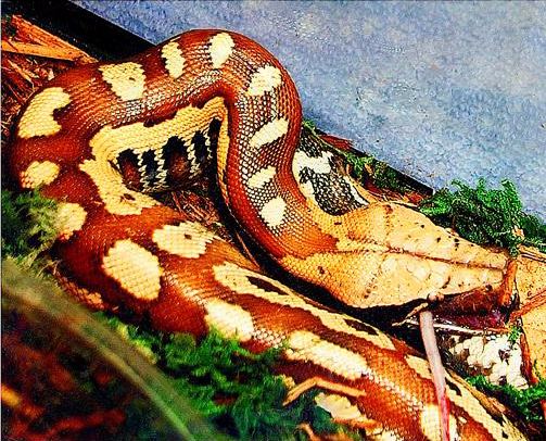 Blutpython – Sumatra (Python curtus), typisches Aussehen der Art