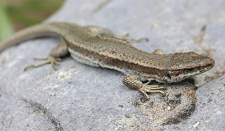 Bonnals Gebirgseidechse (Iberolacerta bonnali), typisches Aussehen der Art