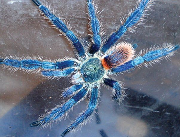 Brasilianische Blaue Zwergvogelspinne (Dolichothele diamantinensis), typisches Aussehen der Art