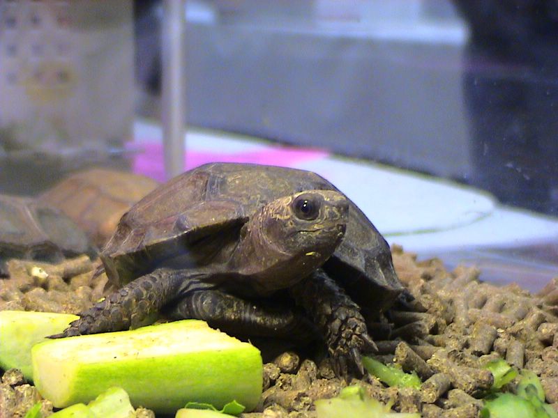 Braune Landschildkröte (Manouria emys), typisches Aussehen der Art