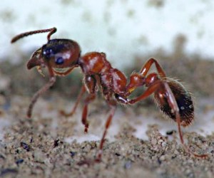 Braunrote Knotenameise (Manica rubida), typisches Aussehen der Art