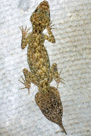 Breitschwanz-Blattschwanzgecko (Phyllurus platurus), typisches Aussehen der Art