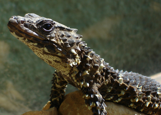 Breyers Gürtelschweif (Smaug breyeri), typisches Aussehen der Art