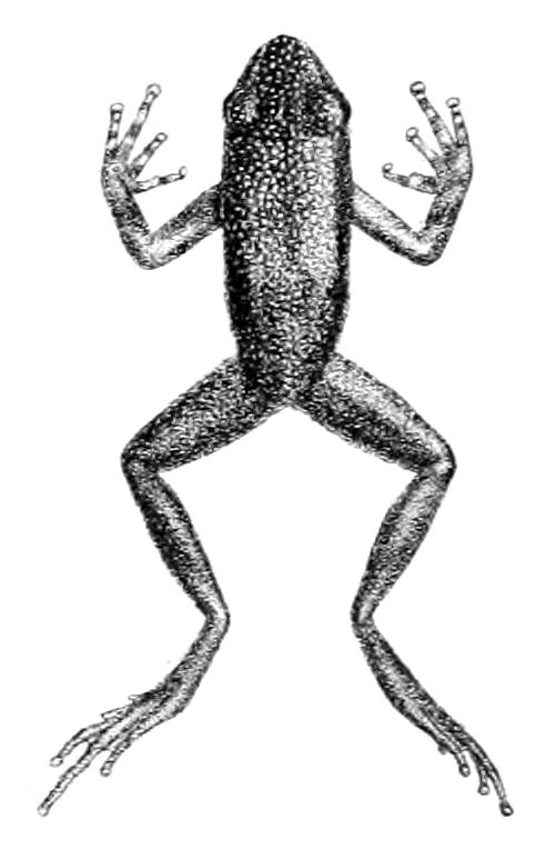 Bunter Baumsteiger (Ameerega parvula), typisches Aussehen der Art