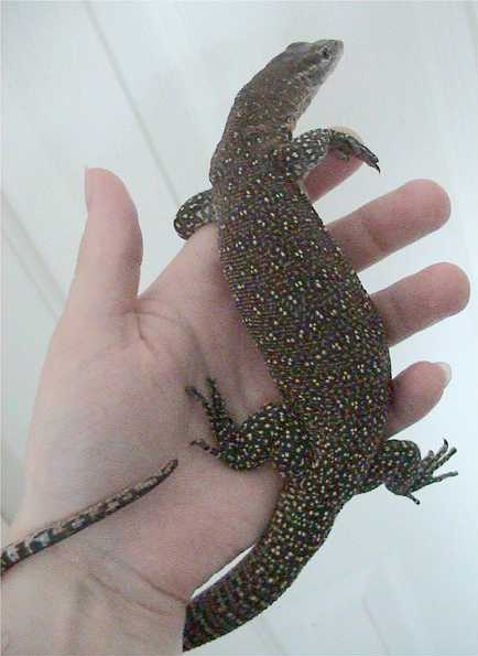Bunter Zwergwaran (Varanus timorensis), typisches Aussehen der Art