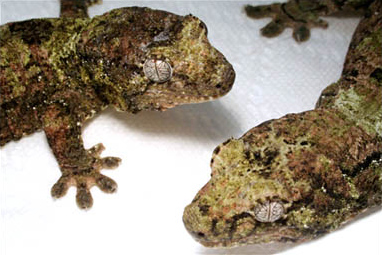 Chahoua (Mniarogekko chahoua), typisches Aussehen der Art