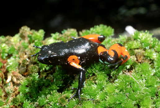 Cowans Mantella (Mantella cowanii), typisches Aussehen der Art