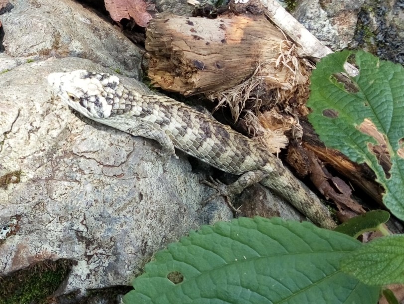 Cuetzpali-Baumschleiche (Abronia cuetzpali), typisches Aussehen der Art