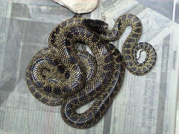 Desertkönigsatter (Lampropeltis splendida), typisches Aussehen der Art