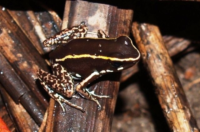 Dreifarbiger Blattsteiger (Phyllobates lugubris), typisches Aussehen der Art