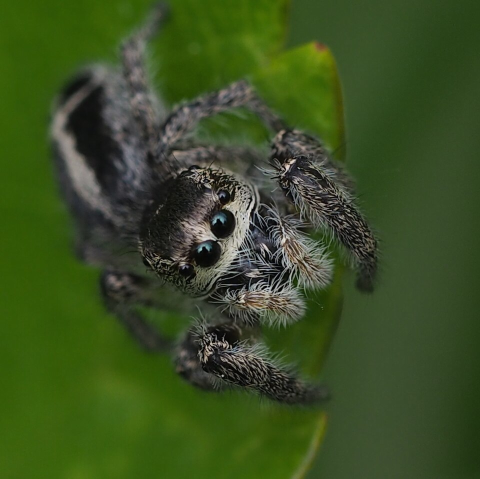 Dreipunkt-Springspinne (Pellenes tripunctatus), typisches Aussehen der Art