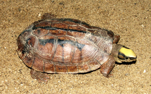 Dreistreifen-Dosenschildkröte (Cuora trifasciata), typisches Aussehen der Art