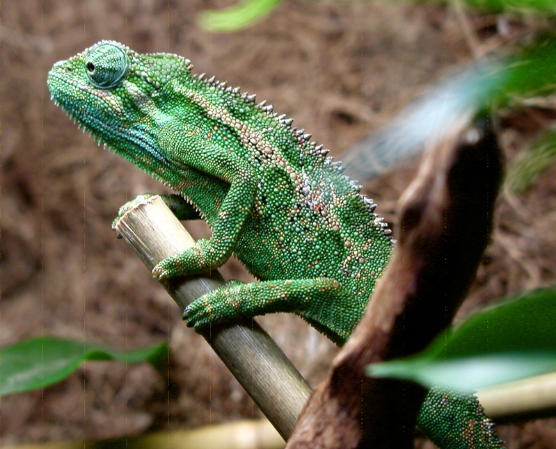 Elliots Chamäleon (Trioceros ellioti), typisches Aussehen der Art