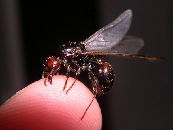 Ernteameise (Messor barbarus), typisches Aussehen der Art