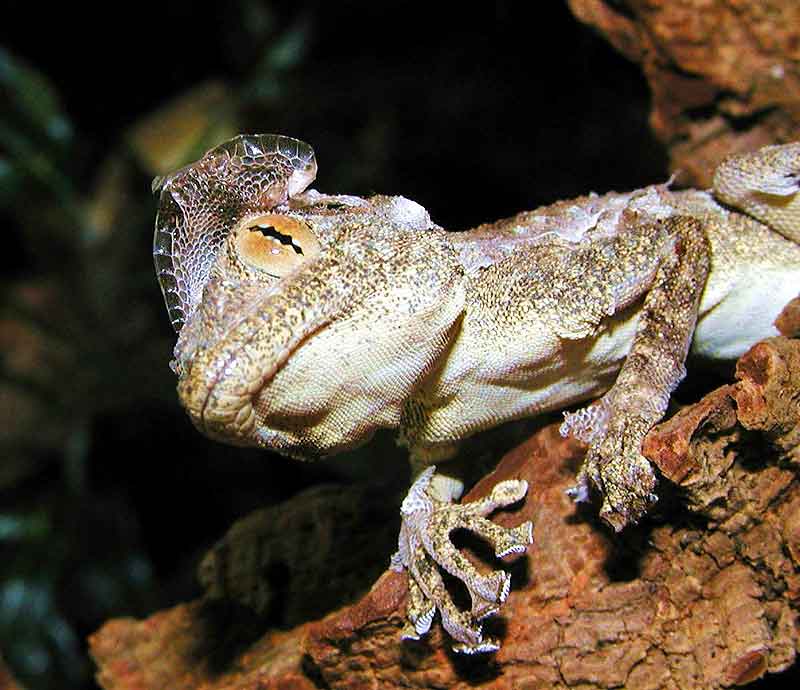 Fächerfingergecko (Ptyodactylus hasselquistii), typisches Aussehen der Art