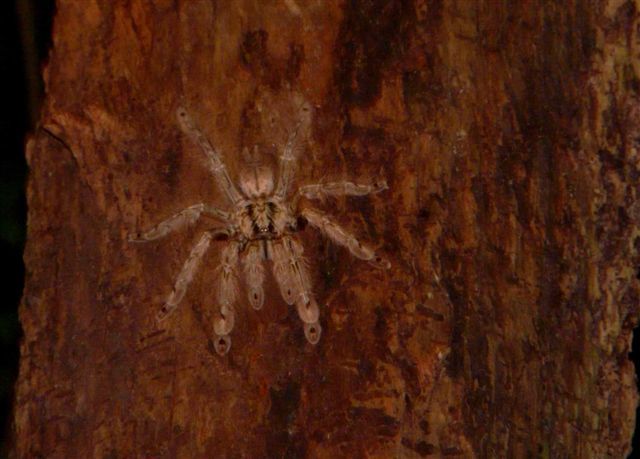Federbein-Vogelspinne (Stromatopelma calceatum), typisches Aussehen der Art