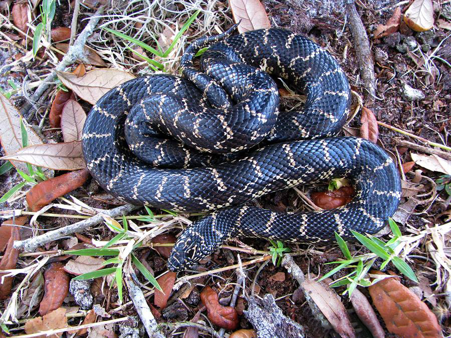 Florida-Königsnatter (Lampropeltis getula floridana), typisches Aussehen der Art
