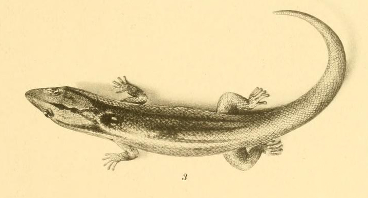 Florida-Kugelfingergecko (Sphaerodactylus notatus), typisches Aussehen der Art