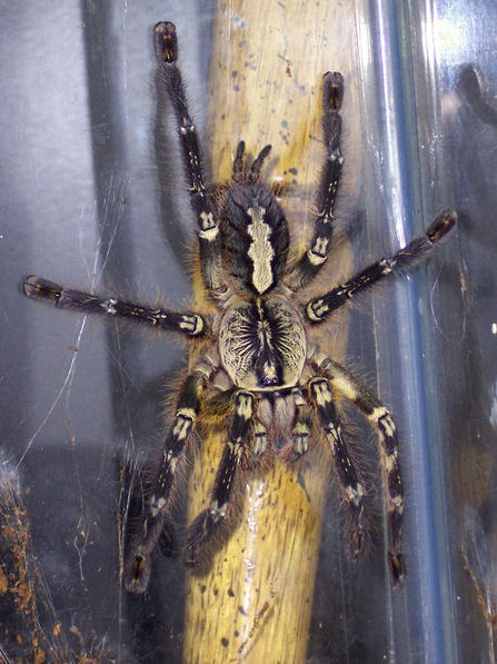 Fransen-Ornament-Vogelspinne (Poecilotheria ornata), typisches Aussehen der Art