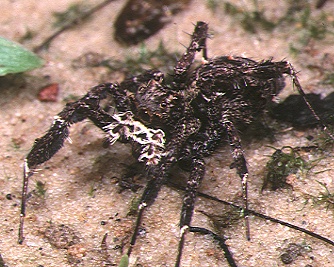 Fransen-Springspinne (Portia fimbriata), typisches Aussehen der Art