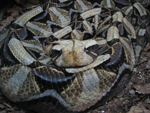 Gabunviper (Bitis gabonica), typisches Aussehen der Art