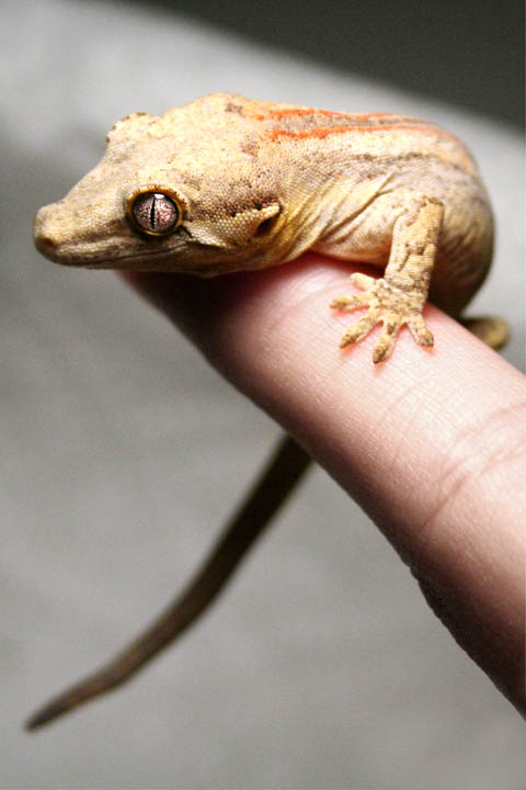 Gargoyle Gecko (Rhacodactylus auriculatus), typisches Aussehen der Art