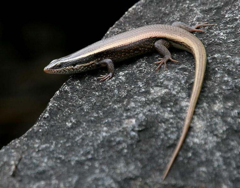 Gefleckter Mabuya-Skink (Eutropis macularia), typisches Aussehen der Art
