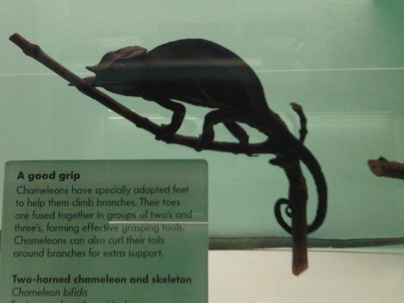 Gegabeltes Chamäleon (Furcifer bifidus), typisches Aussehen der Art