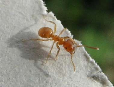 Gelbe Wiesenameise (Lasius flavus), typisches Aussehen der Art