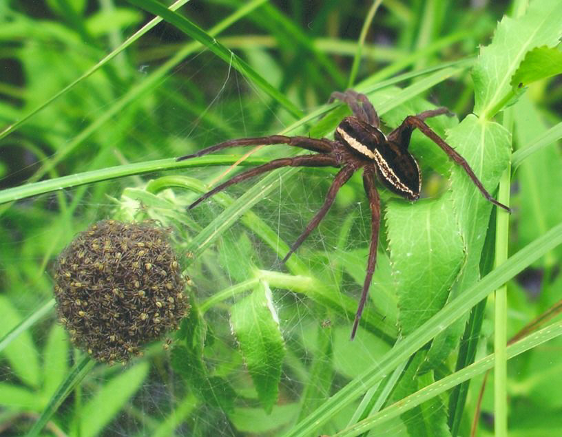 Gerandete Jagdspinne (Dolomedes fimbriatus), typisches Aussehen der Art
