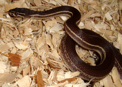 Gestreifte Hausschlange (Boaedon lineatus), typisches Aussehen der Art