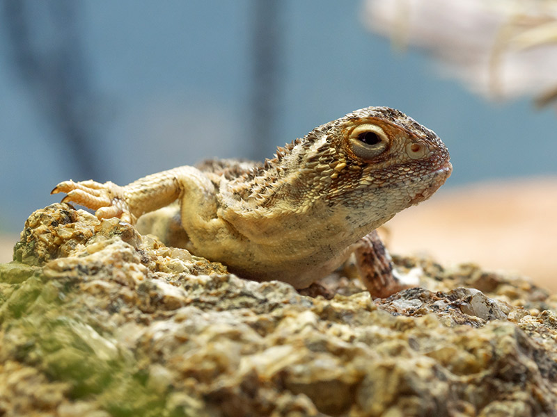 Gestreifte Taubagame (Tympanocryptis lineata), typisches Aussehen der Art