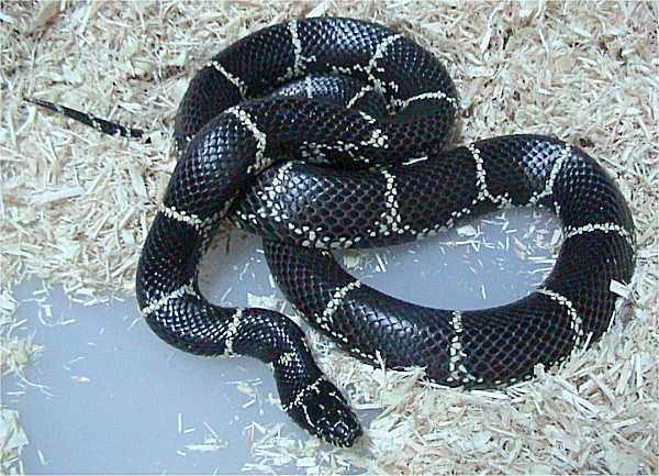 Getula Königsnatter (Lampropeltis getula getula), typisches Aussehen der Art