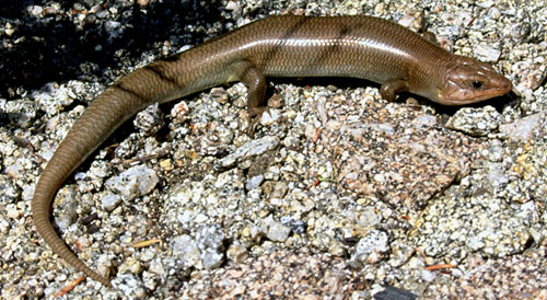 Gilberts Skink (Plestiodon gilberti), typisches Aussehen der Art