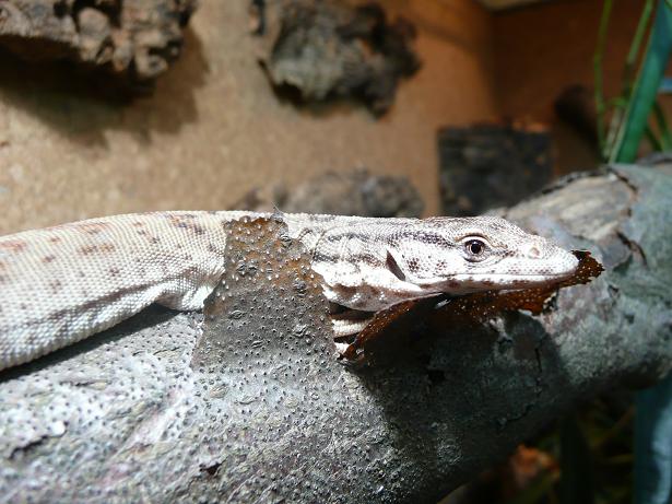 Gillens Zwergwaran (Varanus gilleni), typisches Aussehen der Art