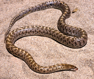 Glanznatter (Arizona elegans), typisches Aussehen der Art