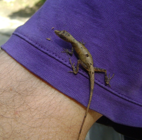 Glatt-Anolis (Anolis alutaceus), typisches Aussehen der Art
