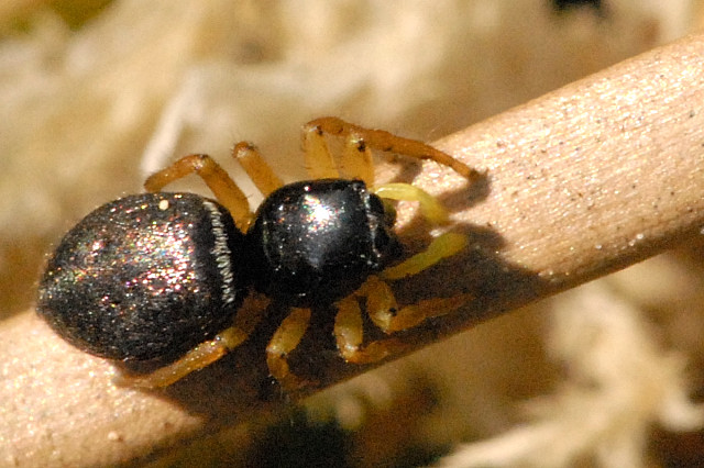 Goldaugen-Springspinne (Heliophanus flavipes), typisches Aussehen der Art