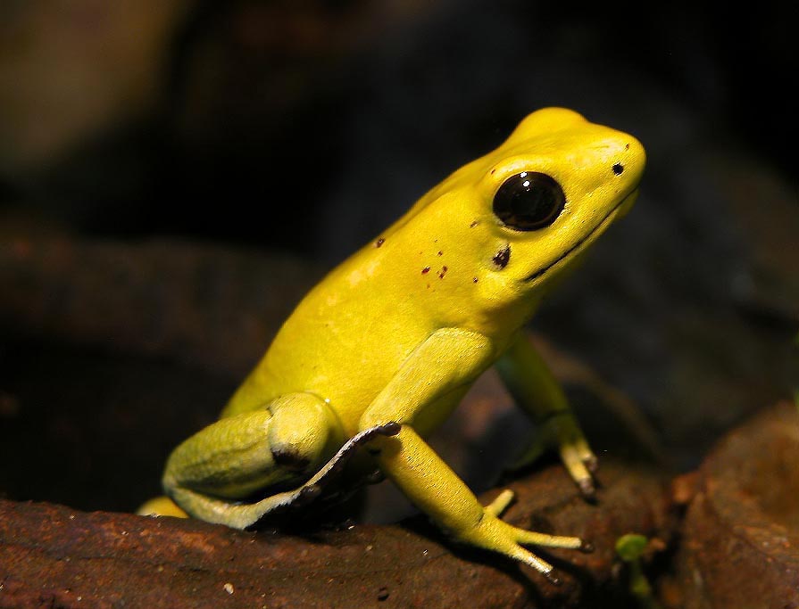 Goldbaumsteiger (Phyllobates terribilis), typisches Aussehen der Art