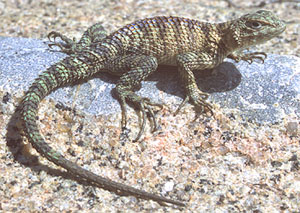 Granit-Stachelleguan (Sceloporus orcutti), typisches Aussehen der Art
