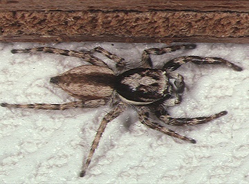 Graue Mauerspringspinne (Menemerus bivittatus), typisches Aussehen der Art